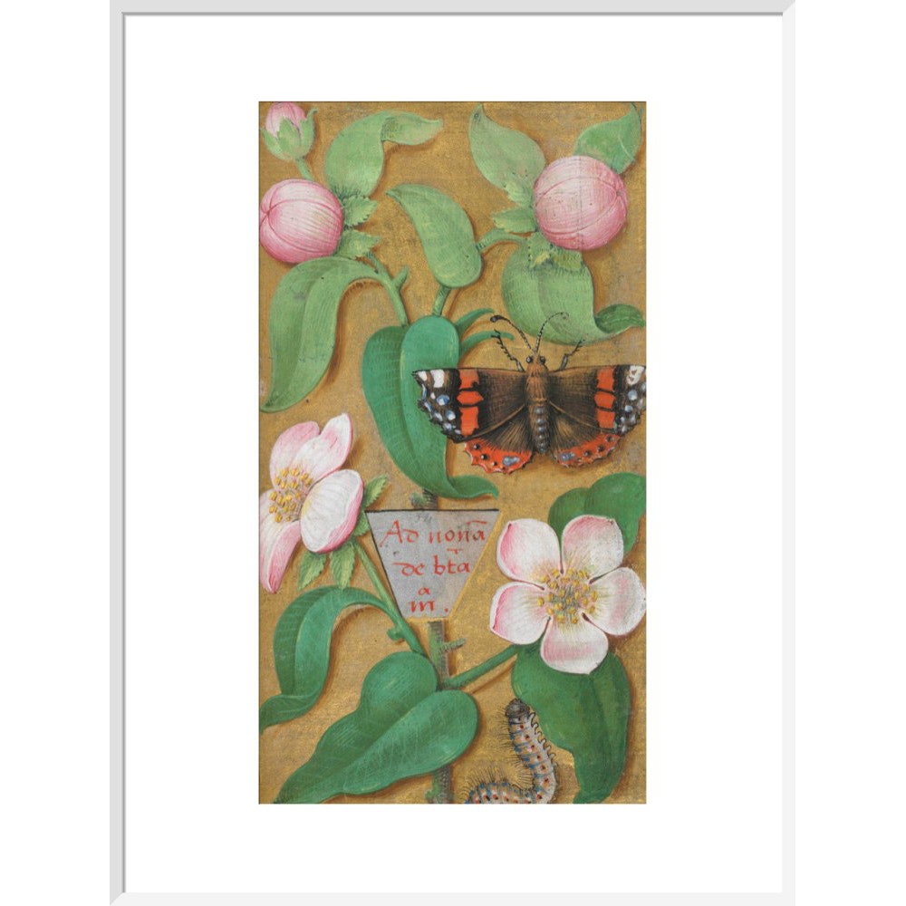 Flowers, caterpillar and butterfly print in white frame