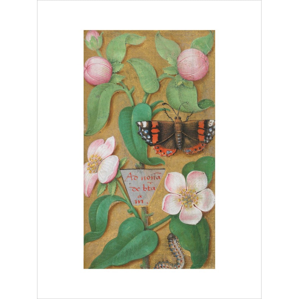 Flowers, caterpillar and butterfly print unframed