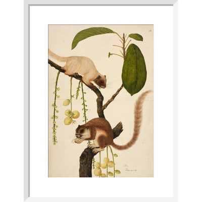 Squirrels eating fruit print in white frame