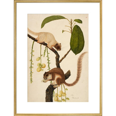 Squirrels eating fruit print in gold frame