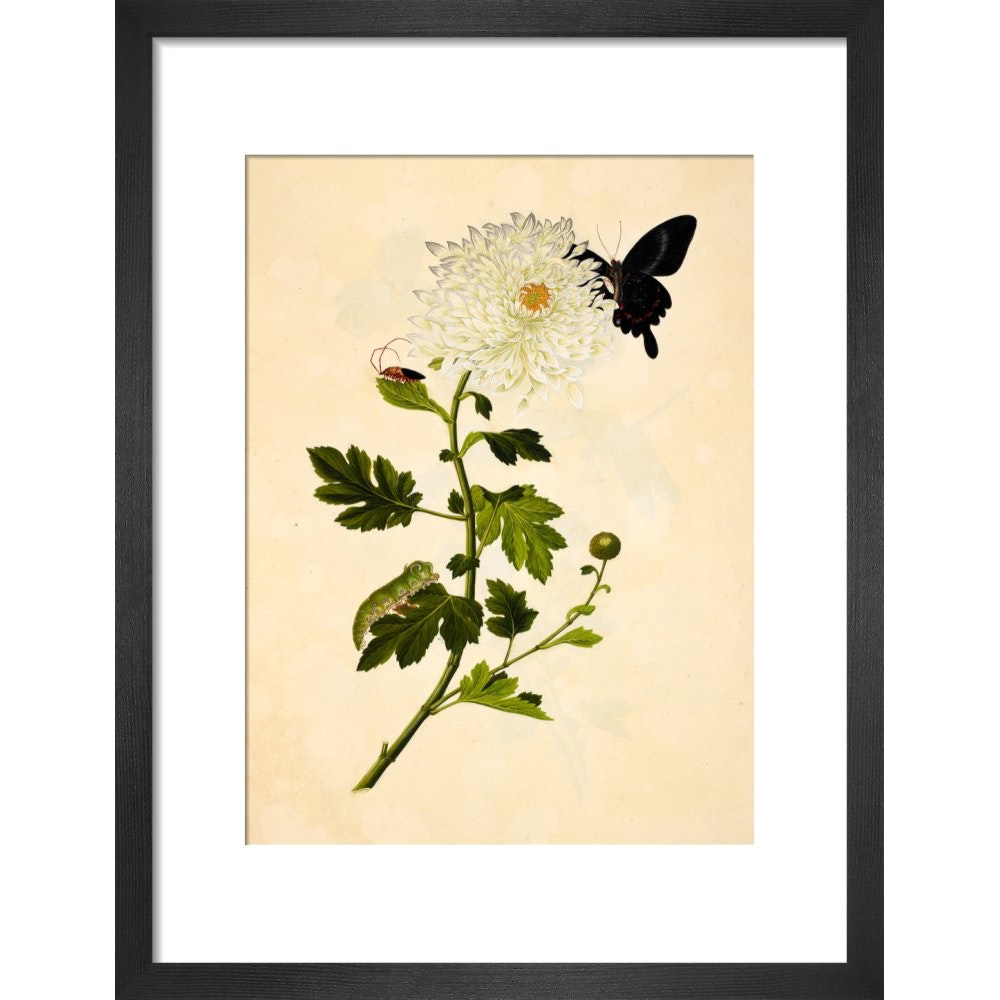 Chrysanthemum print in black frame