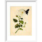 Chrysanthemum print in white frame