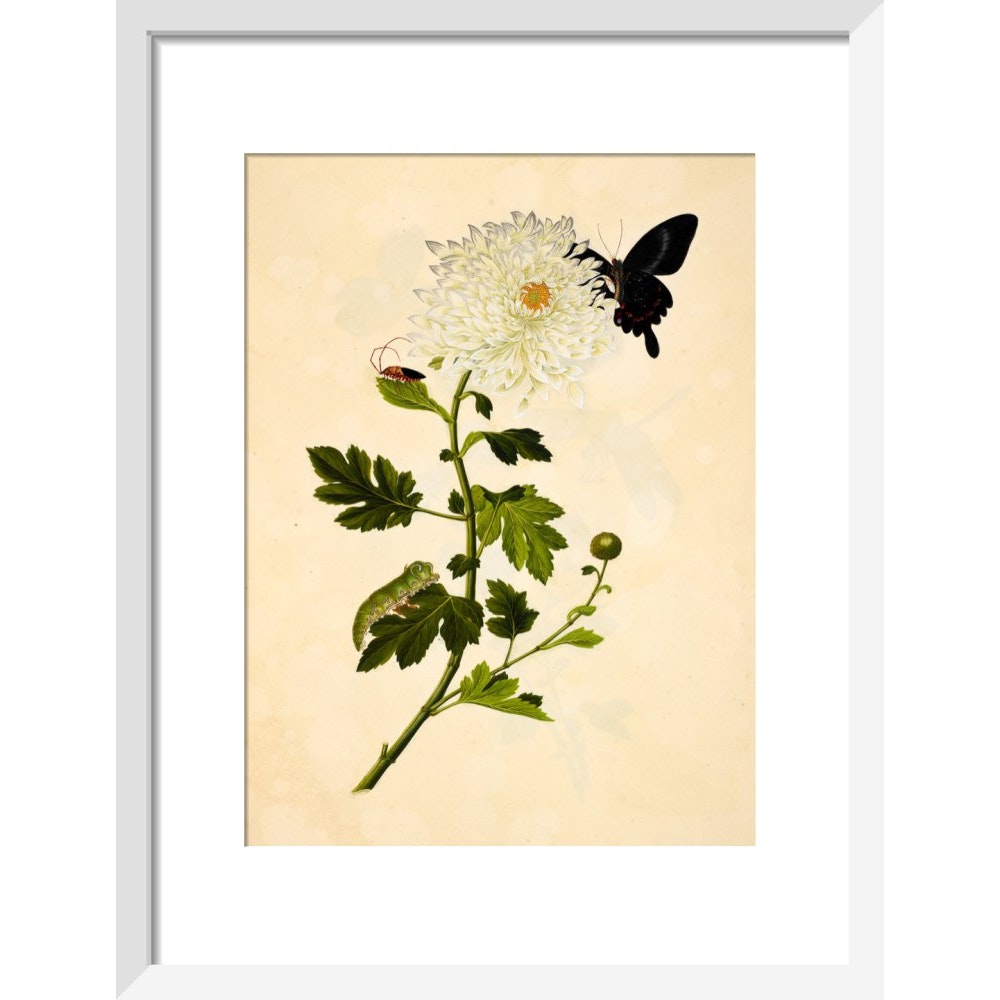 Chrysanthemum print in white frame