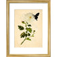 Chrysanthemum print in gold frame