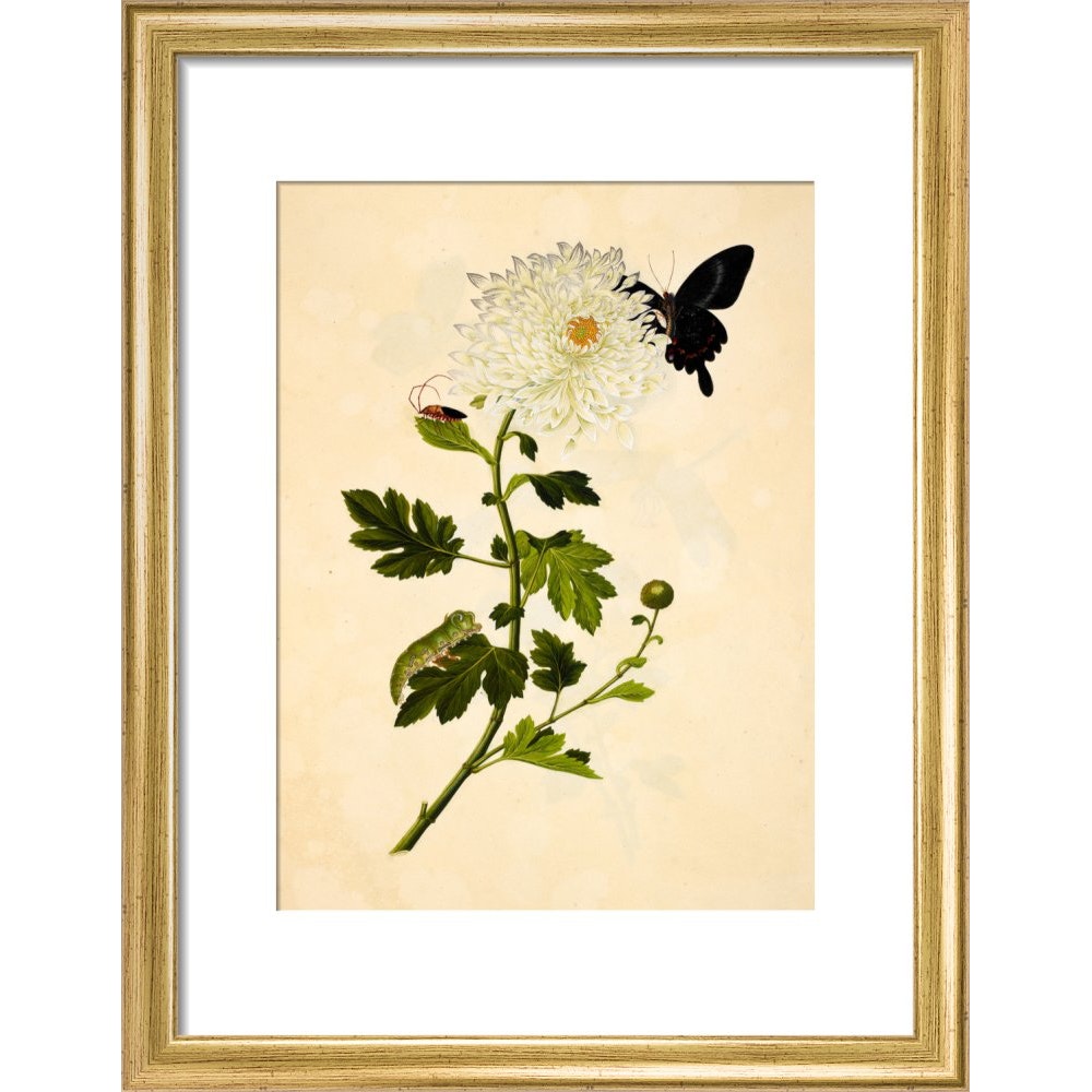 Chrysanthemum print in gold frame