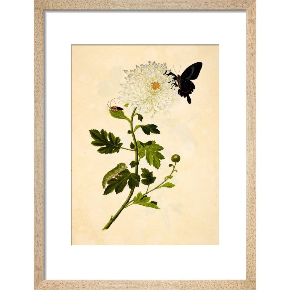 Chrysanthemum print in natural frame