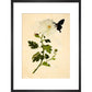 Chrysanthemum print in black frame