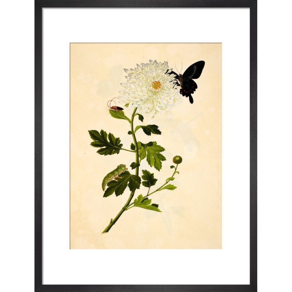 Chrysanthemum print in black frame