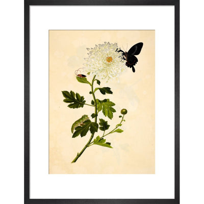 Chrysanthemum print in black frame