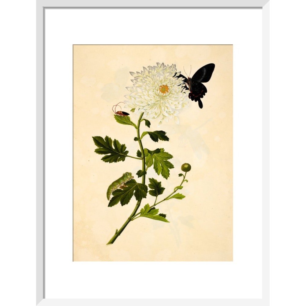 Chrysanthemum print in white frame