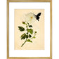 Chrysanthemum print in gold frame