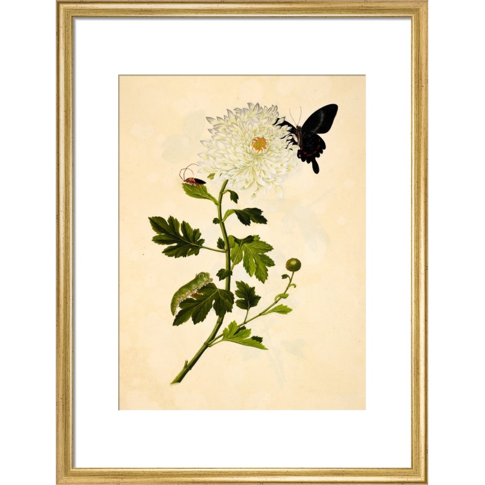 Chrysanthemum print in gold frame