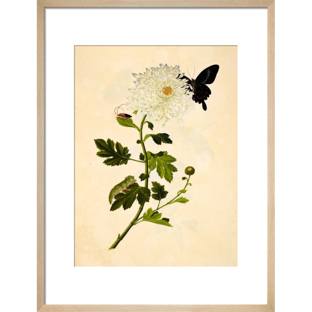 Chrysanthemum print in natural frame