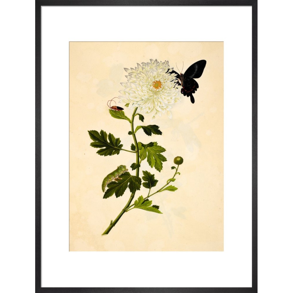 Chrysanthemum print in black frame