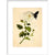 Chrysanthemum print in white frame
