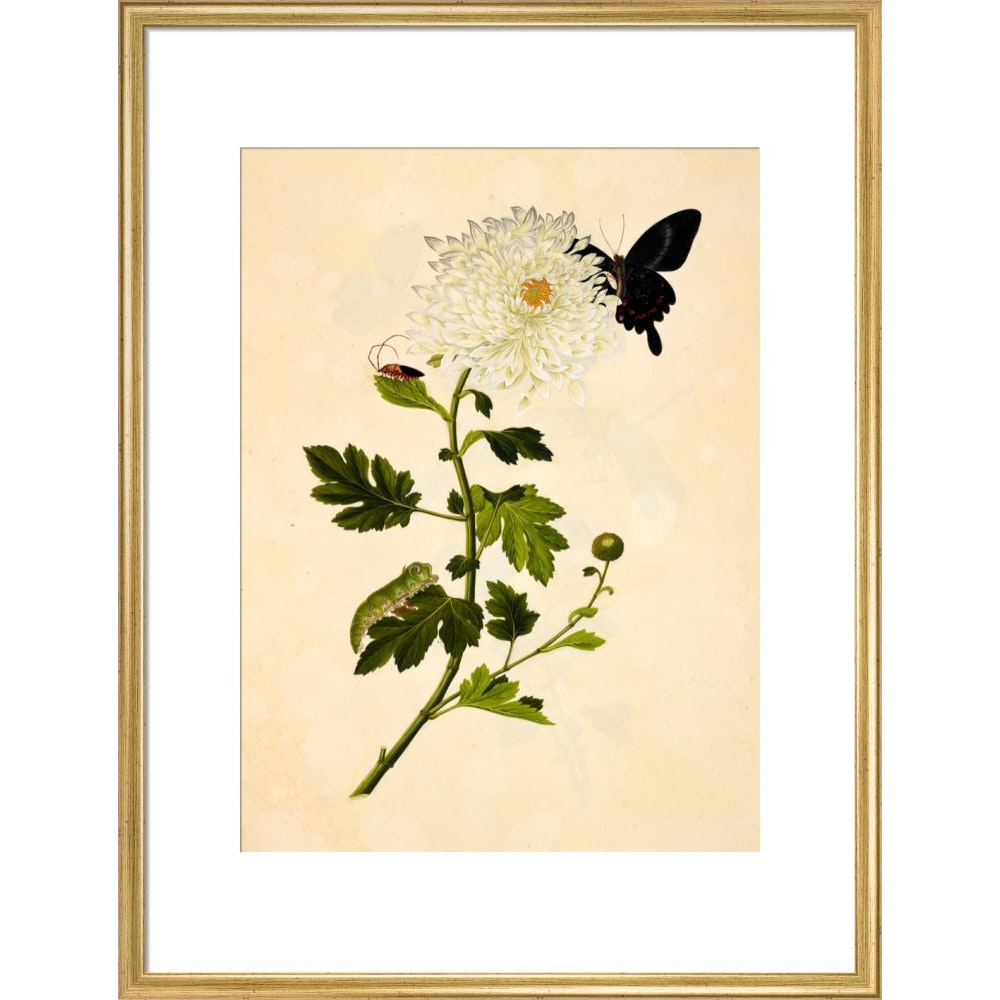 Chrysanthemum print in gold frame