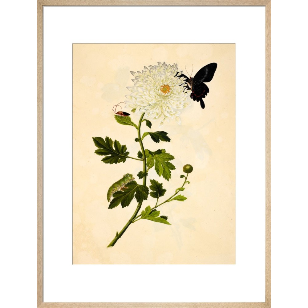 Chrysanthemum print in natural frame