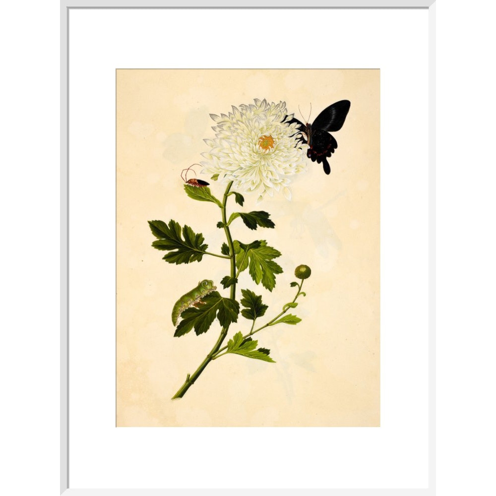 Chrysanthemum print in white frame