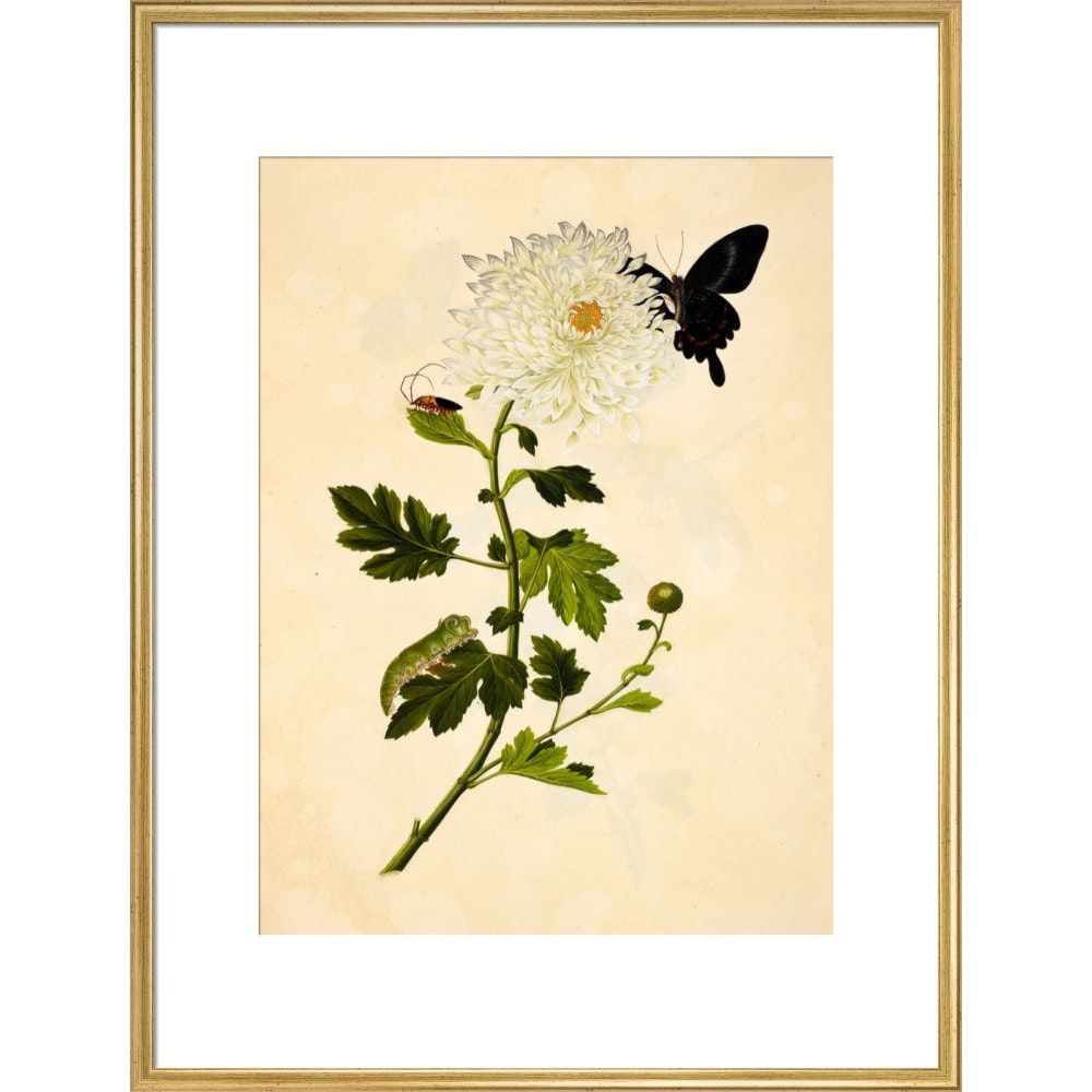 Chrysanthemum print in gold frame