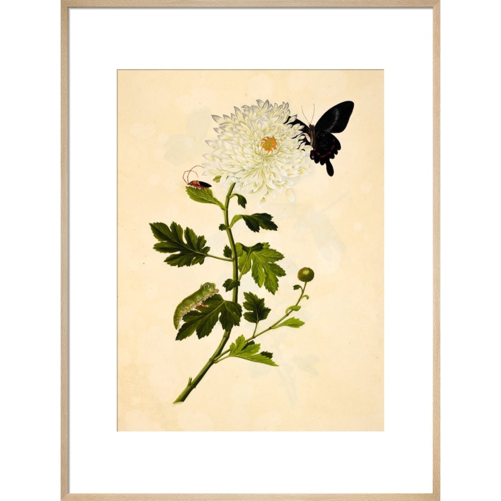 Chrysanthemum print in natural frame
