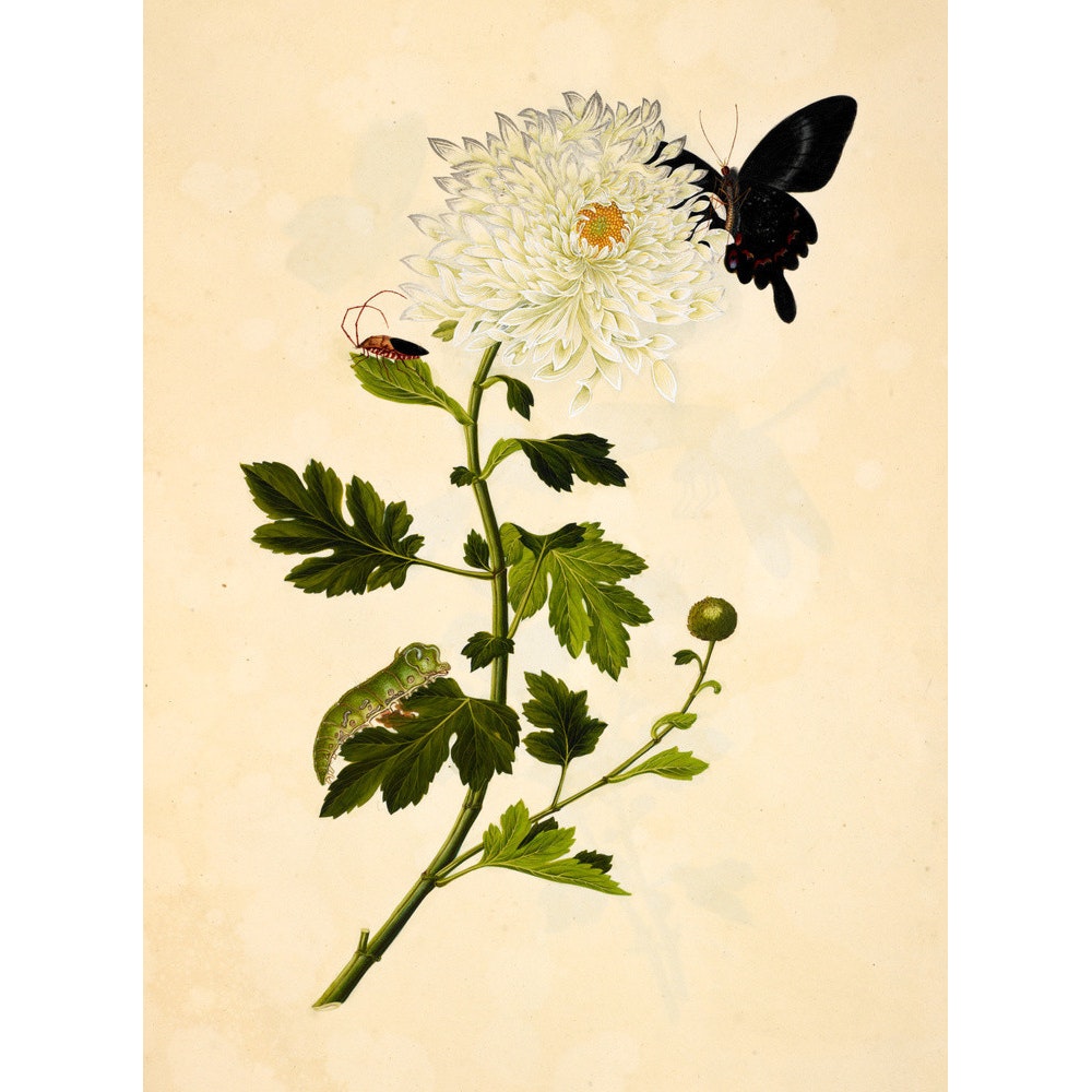 Chrysanthemum print