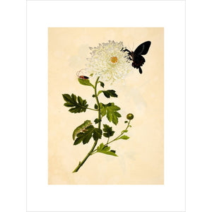 Chrysanthemum print unframed