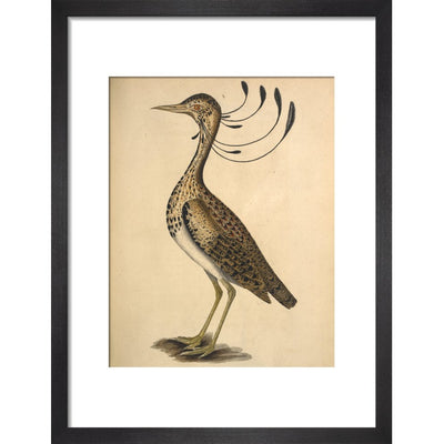 Florican print in black frame