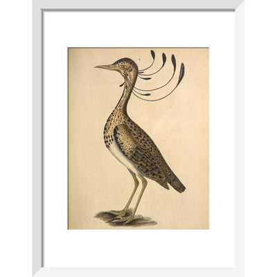 Florican print in white frame