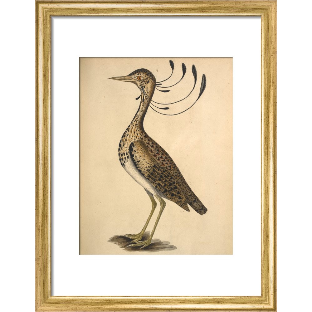 Florican print in gold frame