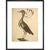 Florican print in black frame