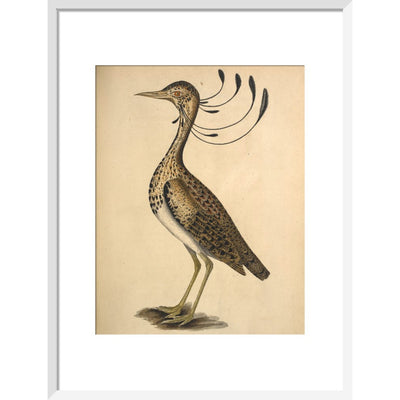 Florican print in white frame