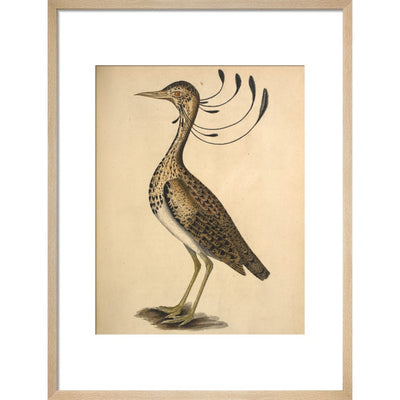 Florican print in natural frame