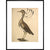 Florican print in black frame