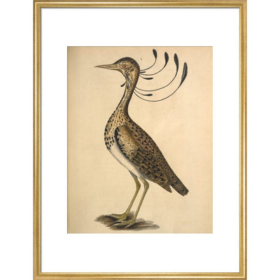 Florican print in gold frame