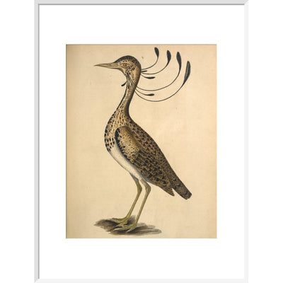 Florican print in white frame