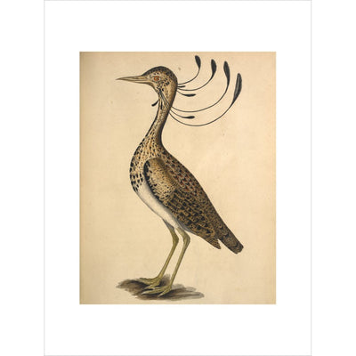 Florican print unframed