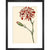 Dianthus (Pinks and carnations) print in black frame