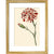Dianthus (Pinks and carnations) print in gold frame