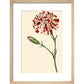 Dianthus (Pinks and carnations) print in natural frame
