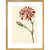 Dianthus (Pinks and carnations) print in gold frame