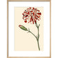 Dianthus (Pinks and carnations) print in natural frame