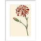 Dianthus (Pinks and carnations) print in white frame