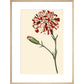 Dianthus (Pinks and carnations) print in natural frame