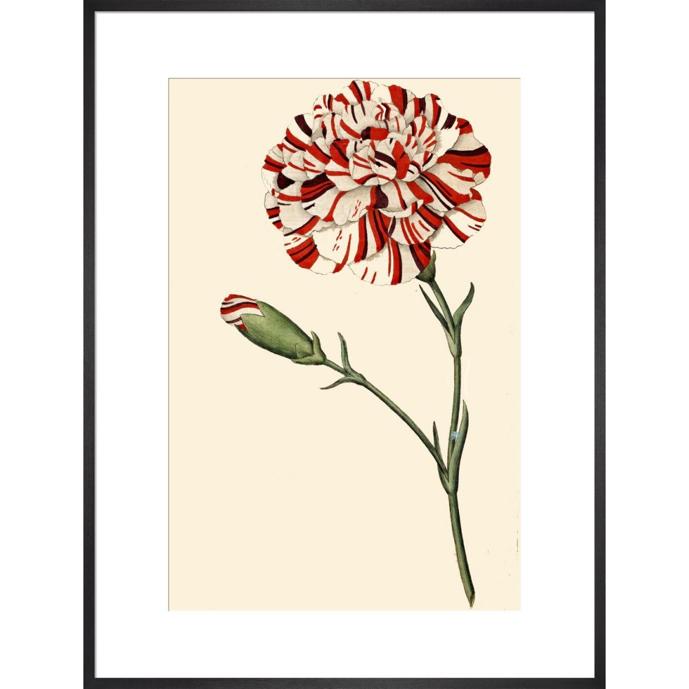 Dianthus (Pinks and carnations) print in black frame