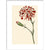 Dianthus (Pinks and carnations) print in white frame