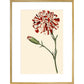 Dianthus (Pinks and carnations) print in gold frame