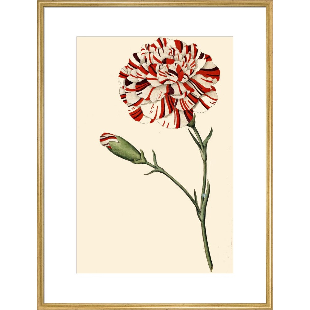 Dianthus (Pinks and carnations) print in gold frame