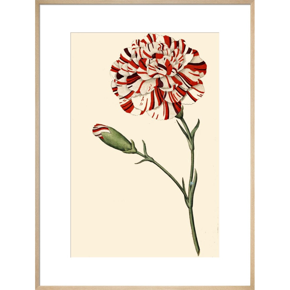 Dianthus (Pinks and carnations) print in natural frame
