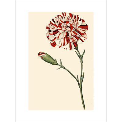 Dianthus (Pinks and carnations) print unframed