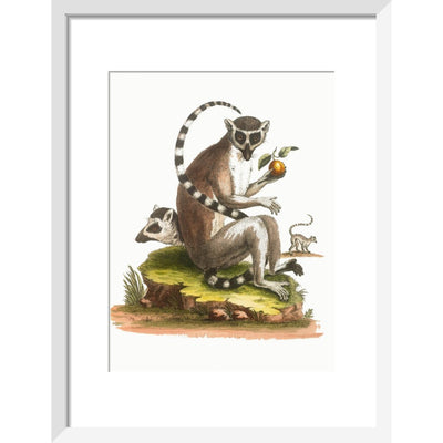 A macaque print in white frame